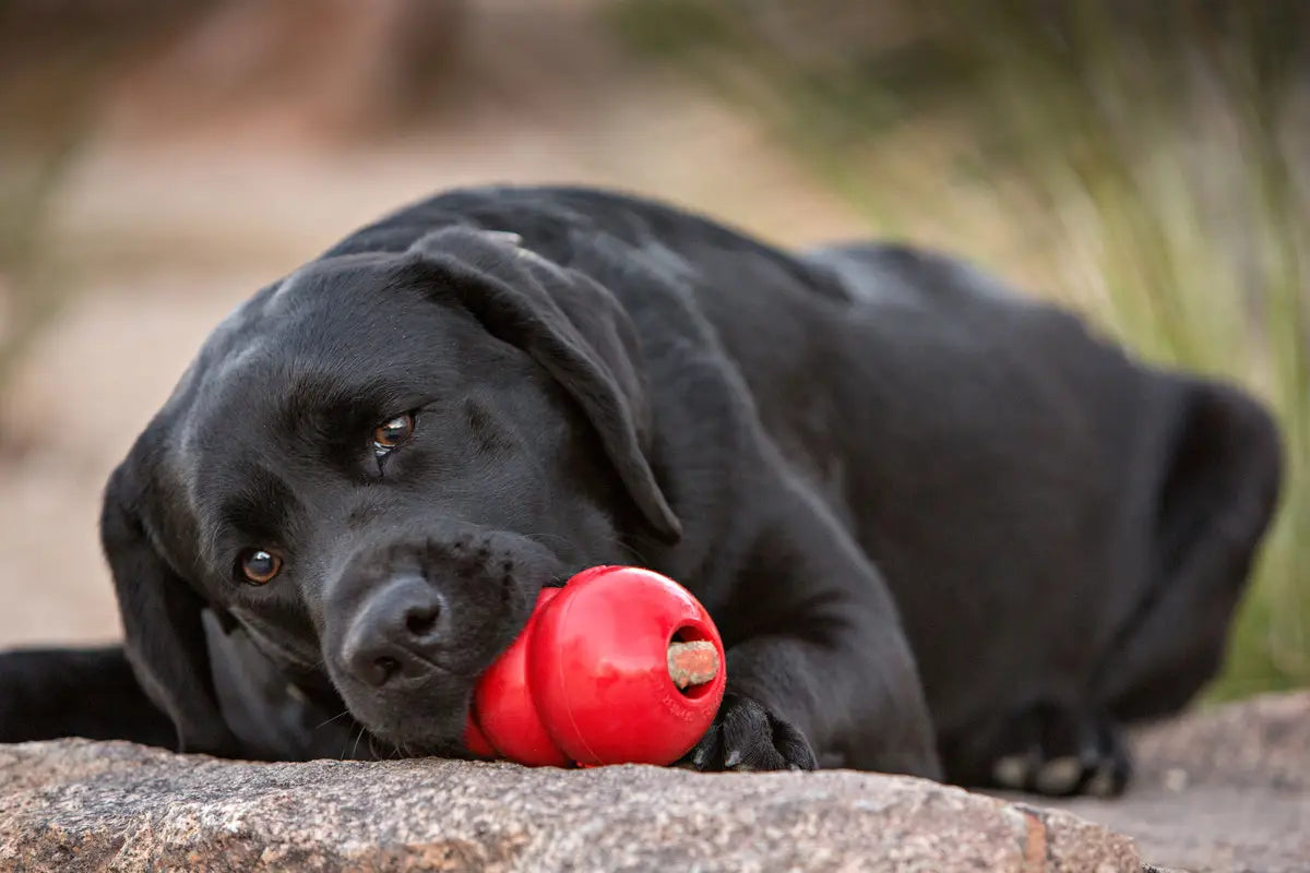 KONG Fun Made Easy: 10 Recipes Your Dog Will Love