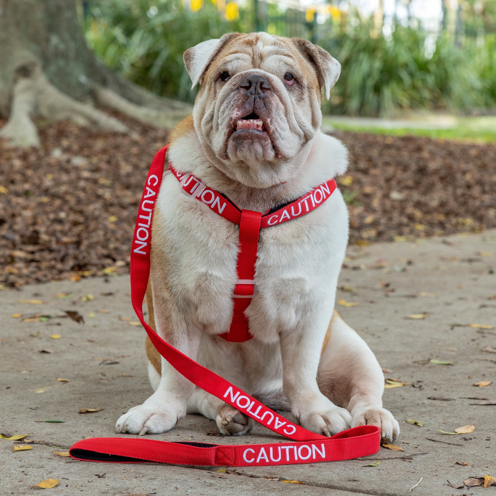 The Benefits of Using Warning Leads and Collars for Dog Communication