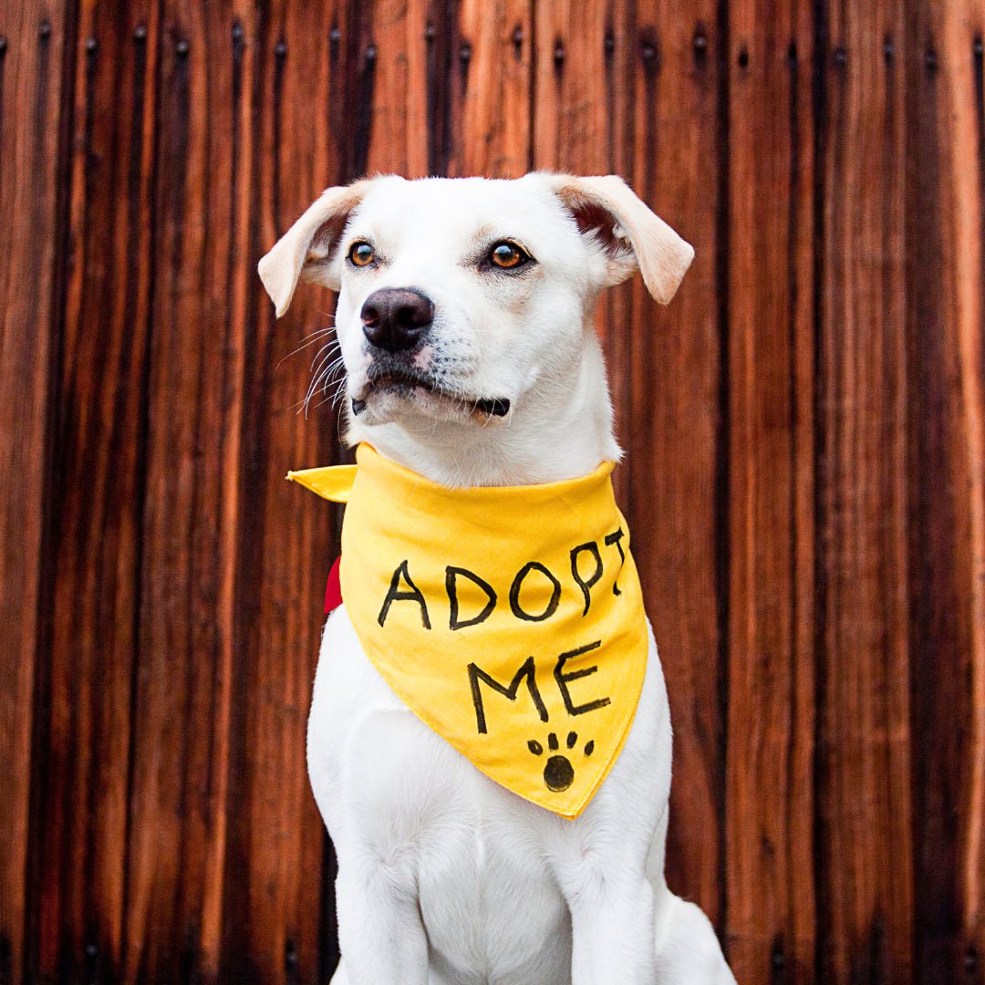 Woof Hooray! Helping Your New Rescue Dog Feel At Home - Pawfecthome