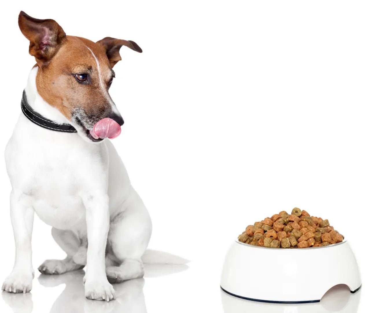 Dog Food & Treats - Pawfecthome