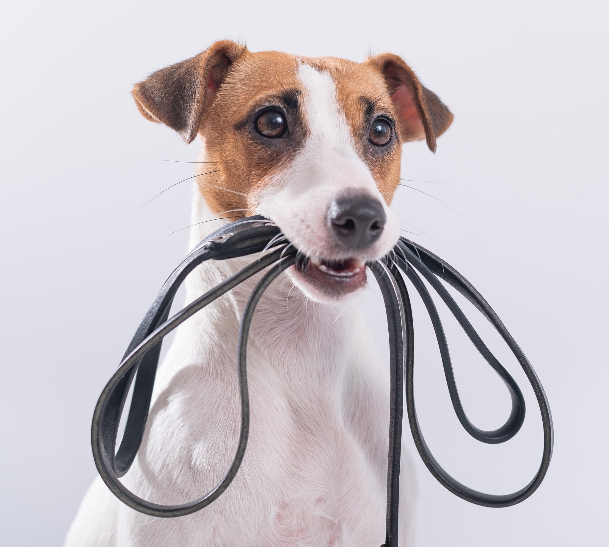 Dog Leads,Collars & Harnesses - Pawfecthome