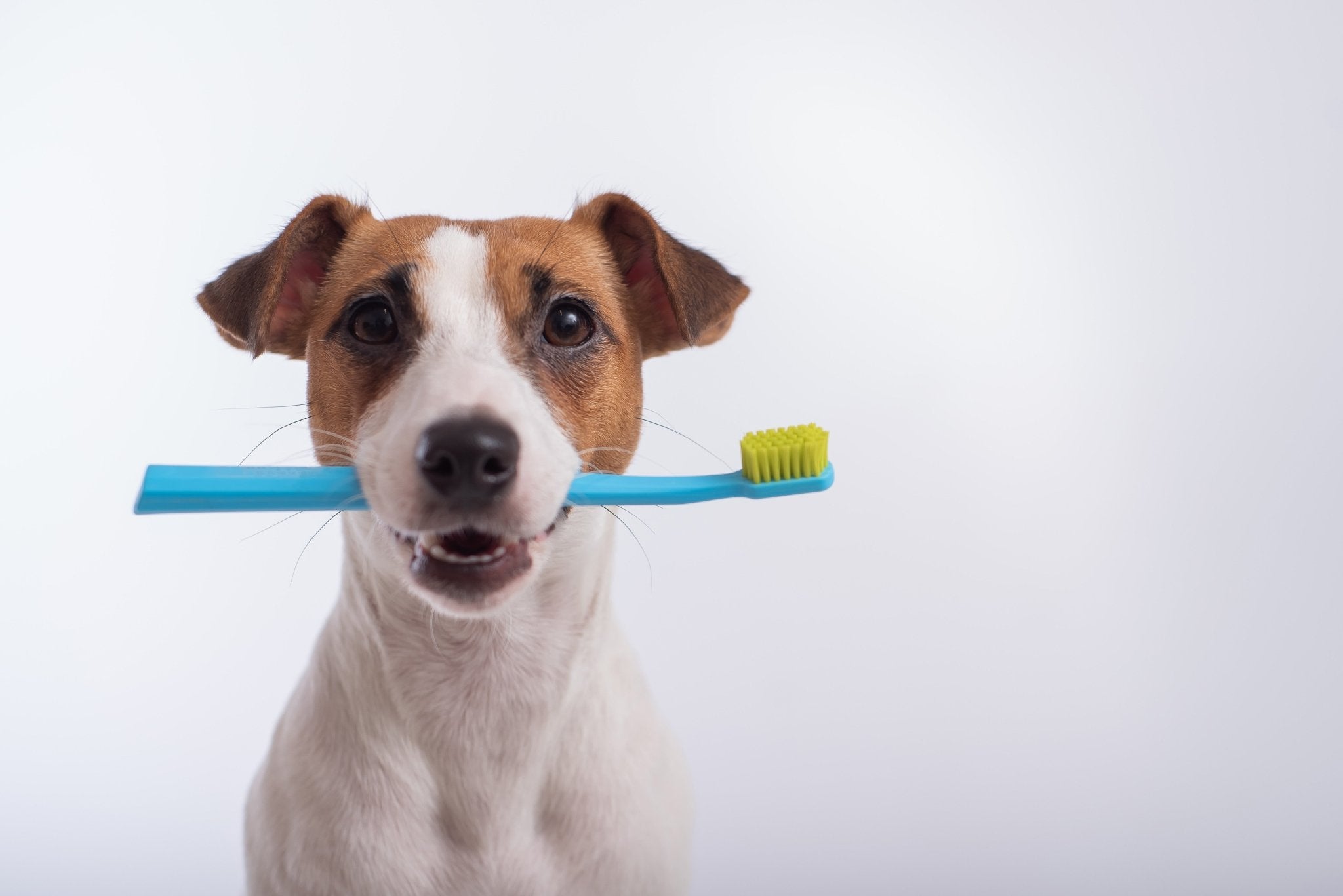 Dog Shampoo,Sprays & Hygiene - Pawfecthome