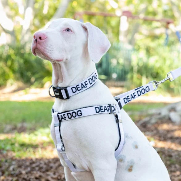 Deaf Dog Collar