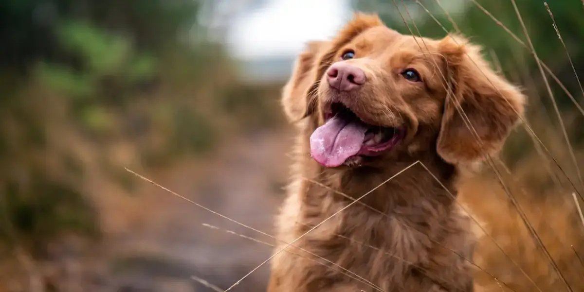 Cocker spaniel dog - Pawfecthome