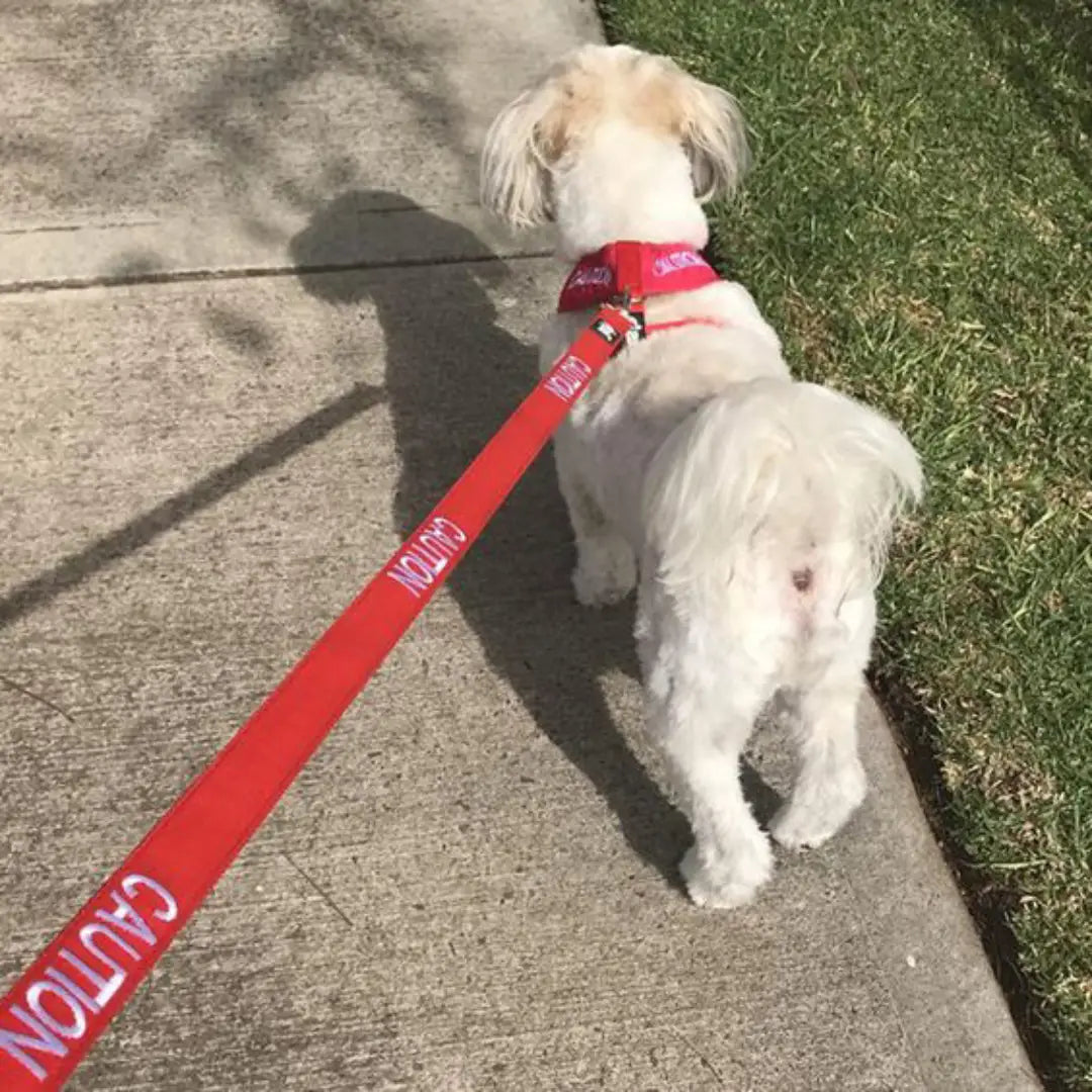 Cautionary Dog Lead - Warning Leash for Reactive Dogs