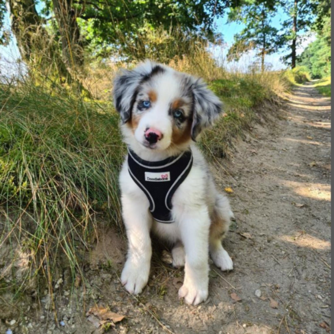 doodlebone airmesh harness