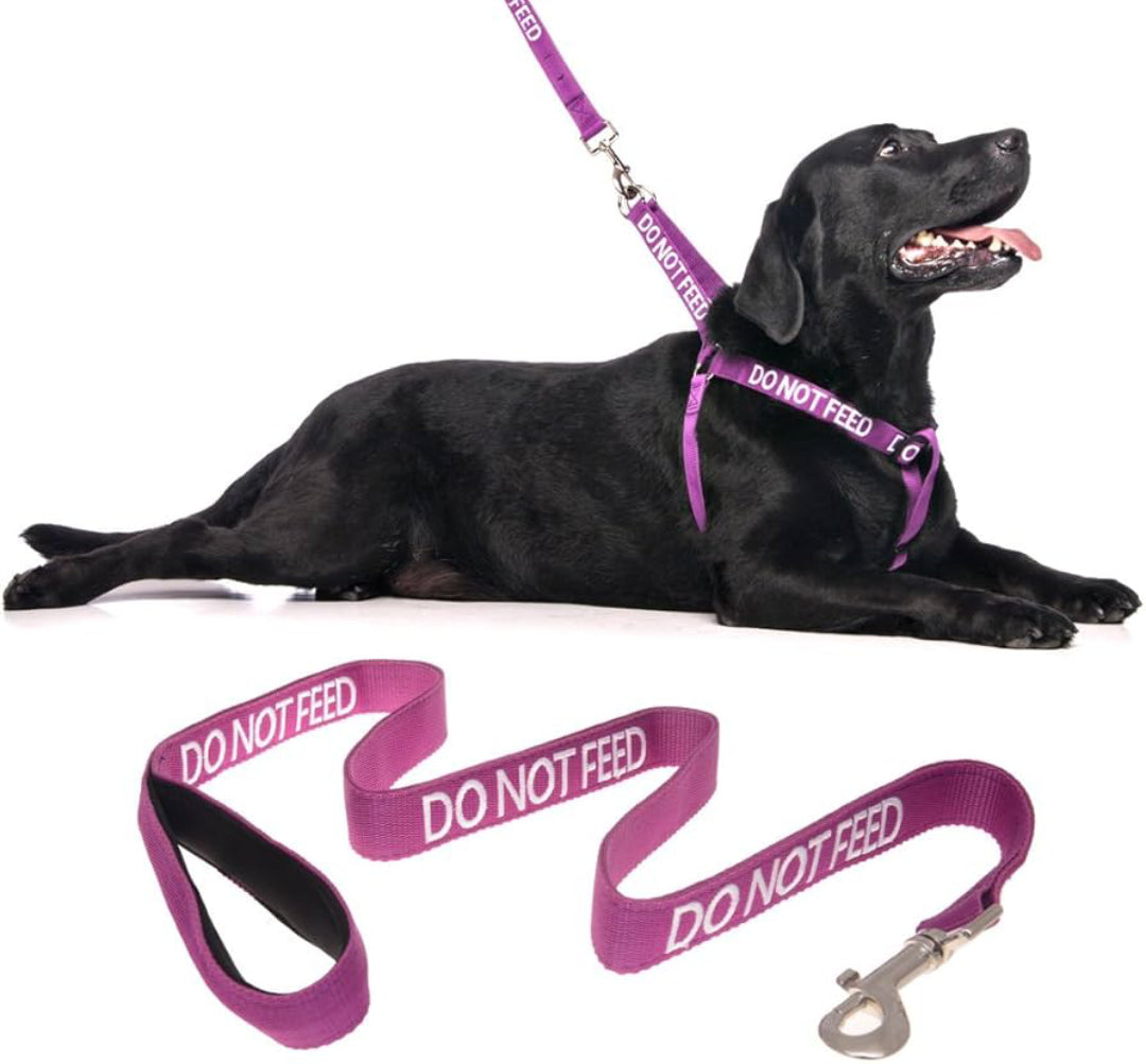 Safety dog lead