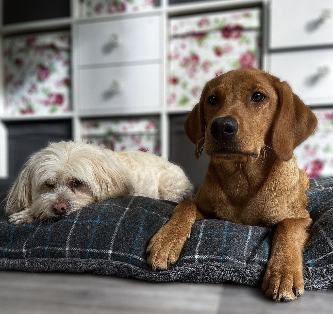 Dog Pillow