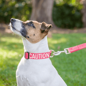 Embroidered 'Caution' Dog Collar in Red | Dexil-Pawfecthome