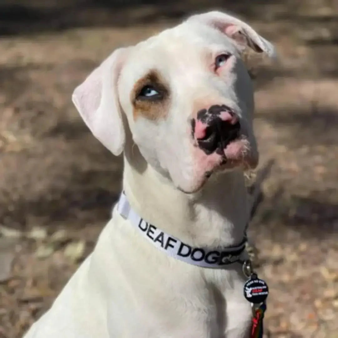 Deaf Dog Collar