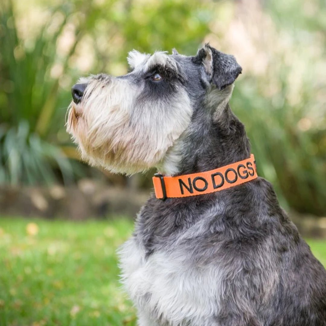 Embroidered "No Dogs" Orange Dog Collar | Dexil-Pawfecthome