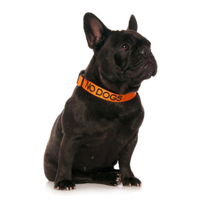 Embroidered "No Dogs" Orange Dog Collar | Dexil-Pawfecthome