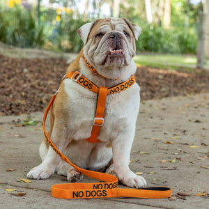 Embroidered "No Dogs" Orange Dog Lead | Dexil-Pawfecthome