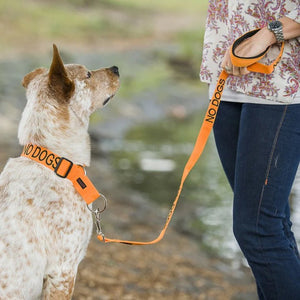 Embroidered "No Dogs" Orange Dog Lead | Dexil-Pawfecthome