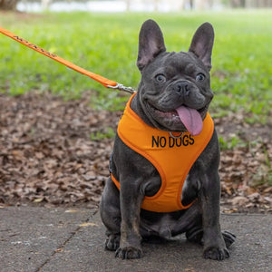 Embroidered "No Dogs" Orange Dog Vest - Pawfecthome