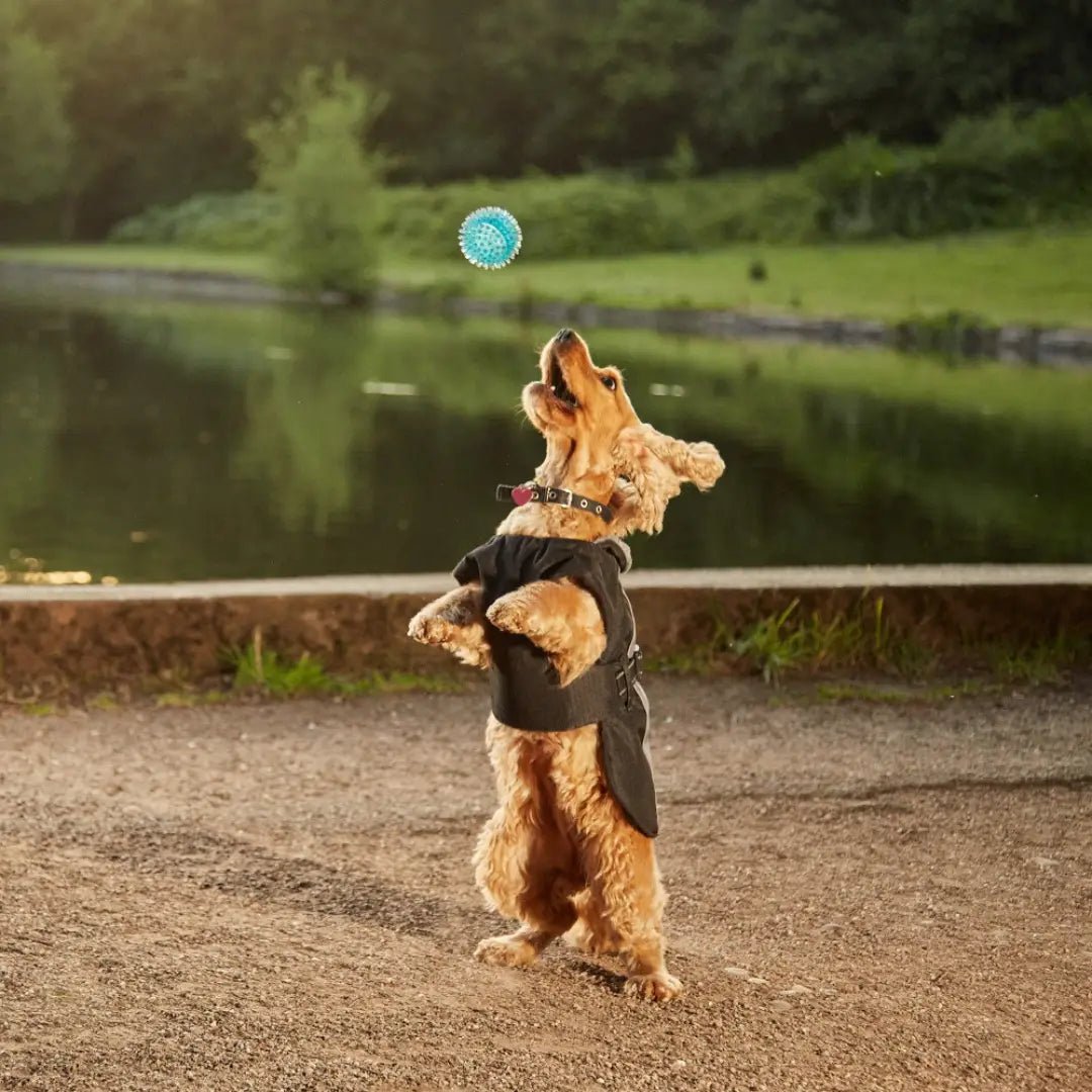 Dog Squeaky Ball Toy