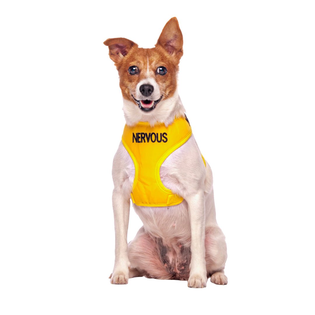 Nervous Dog Vest in Yellow | Dexil-Pawfecthome