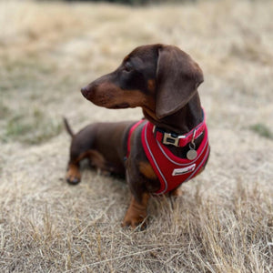 doodlebone airmesh harness