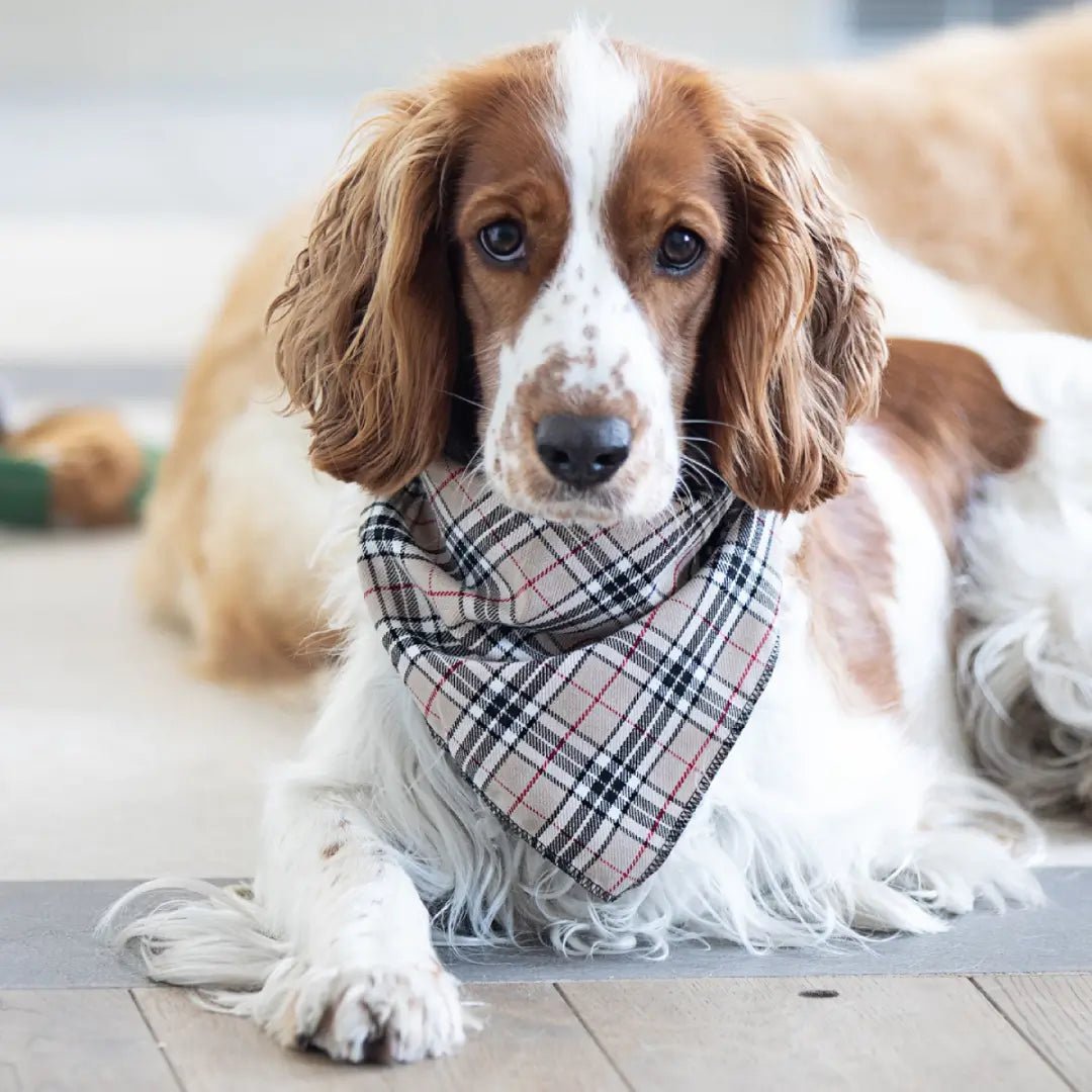 Stylish Dog Bandanas - Barkberry Plaid | Pet Pouch Boutique-Pawfecthome