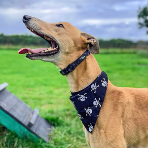 Stylish Dog Bandanas - Black Skulls | Pet Pouch Boutique-Pawfecthome