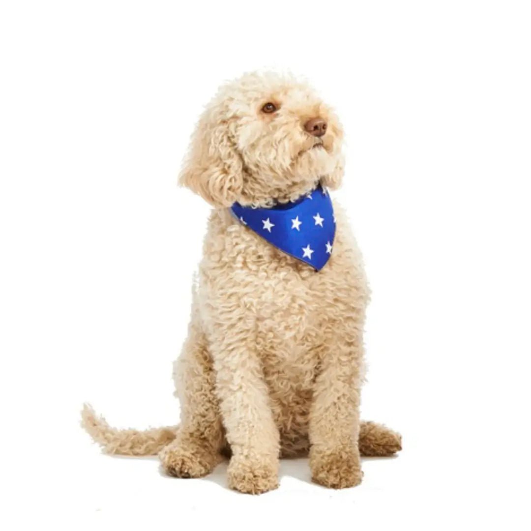 Stylish Dog Bandanas - Blue Star | Pet Pouch Boutique-Pawfecthome