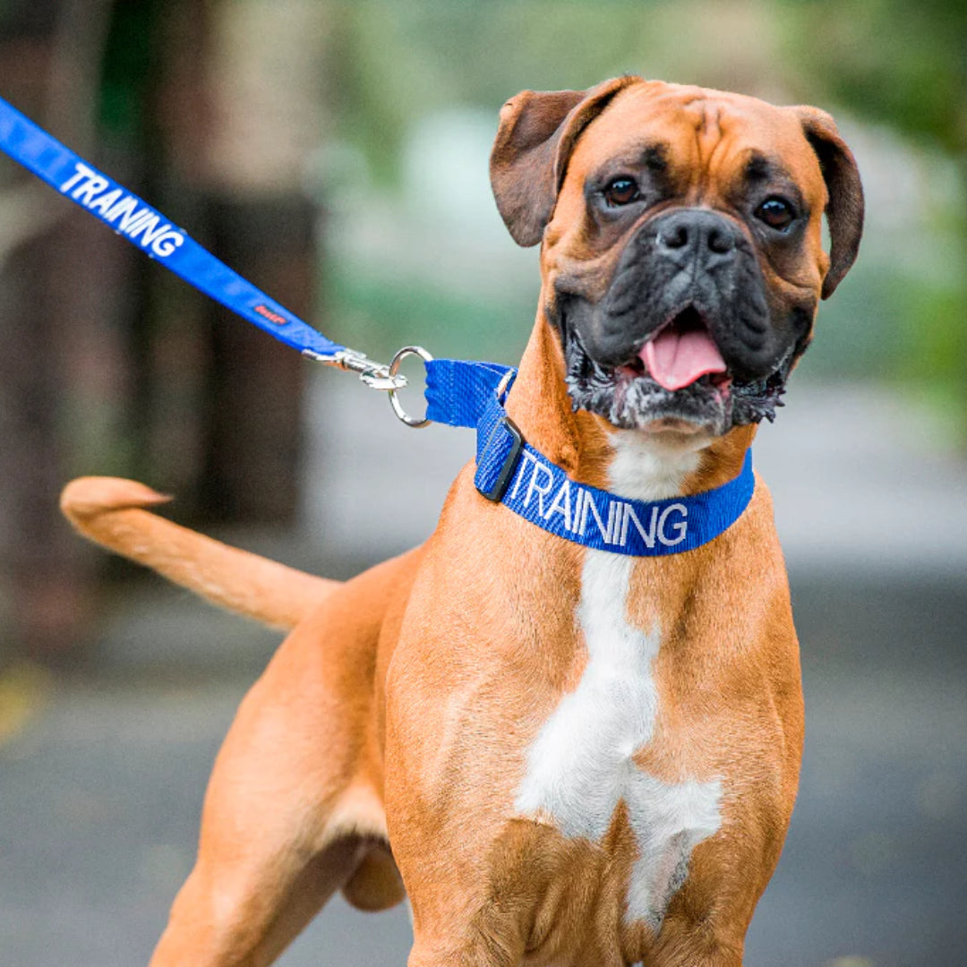 training dog collar