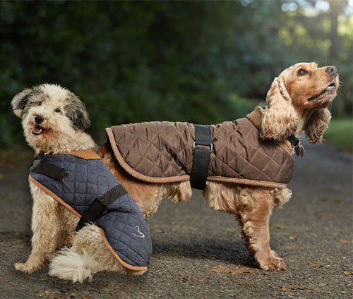 worcester dog coat